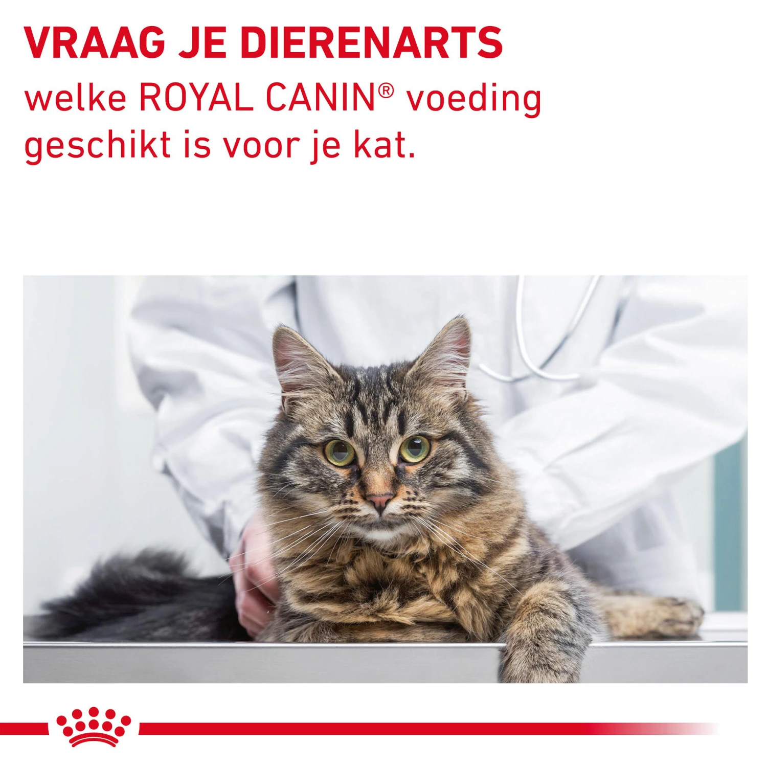 Royal Canin Fibre Response Kat 11 Royal Canin Fibre Response Kat - Afbeelding 11