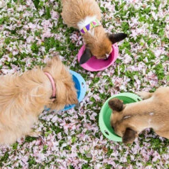 Beco Travel Bowl -Kattenbenodigdheden Winkel beco travel bowl 136390 2000 none