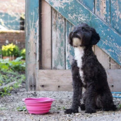 Beco Travel Bowl -Kattenbenodigdheden Winkel beco travel bowl 136393 2000 none