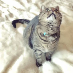 DWAM Kattenhalsband Tommy -Kattenbenodigdheden Winkel dwam kattenhalsband tommy 166393 1000 none