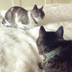 DWAM Kattenhalsband Tommy -Kattenbenodigdheden Winkel dwam kattenhalsband tommy 166402 1000 none