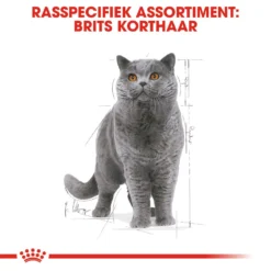 Royal Canin British Shorthair Adult Wet - Kattenvoer 13 Royal Canin British Shorthair Adult Wet - Kattenvoer -Kattenbenodigdheden Winkel royal canin british shorthair adult wet kattenvoer 137629 1000 none