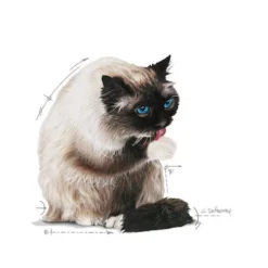 Royal Canin Hairball Care In Jelly - Kattenvoer -Kattenbenodigdheden Winkel royal canin hairball care in jelly kattenvoer 224004 0500 none